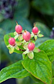 HYPERICUM KOLMBEAU MYSTICAL BEAUTY