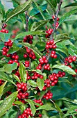 ILEX VERTICILLATA WINTER RED