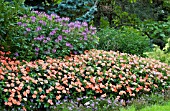 IMPATIENS BORDER