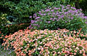 IMPATIENS BORDER