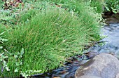 JUNCUS