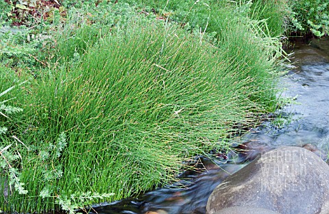 JUNCUS