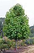 LIQUIDAMBAR STYRACIFLUA EMERALD SENTINEL