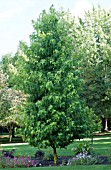 LIQUIDAMBAR STYRACIFLUA HAPPIDAZE