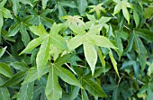 LIQUIDAMBAR STYRACIFLUA HAPPIDAZE