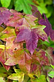 LIQUIDAMBAR STYRACIFLUA LEAVES