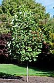 LIRIODENDRON TULIPIFERA JFS-OZ