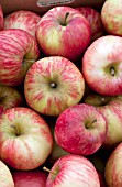 MALUS HONEY CRISP