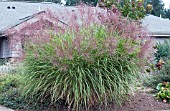 MISCANTHUS SINENSIS HURON SUNRISE