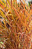 MISCANTHUS SINENSIS PURPURASCENS