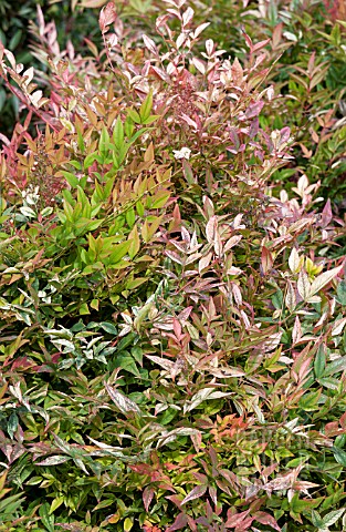 NANDINA_DOMESTICA_ALPHA_COMPACT