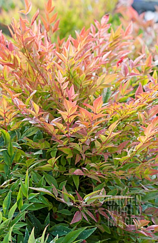 NANDINA_DOMESTICA_GULF_STREAM