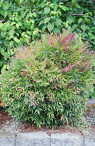 NANDINA_DOMESTICA_MONFAR