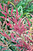 NANDINA DOMESTICA TUSCAN FLAME