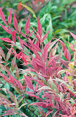 NANDINA_DOMESTICA_TUSCAN_FLAME