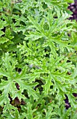 PELARGONIUM GRAVEOLENS LEMON