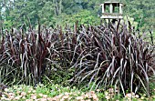 PENNISETUM PRINCESS CAROLINE