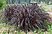 PENNISETUM PRINCESS CAROLINE