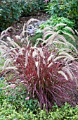 PENNISETUM SETACEUM FIREWORKS