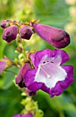 PENSTEMON PHOENIX LAVENDER