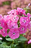PHLOX PANICULATA CLASSIC CLASSIS