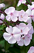 PHLOX PANICULATA DITOMFAV