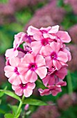 PHLOX PANICULATA FLAME PINK