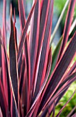 PHORMIUM SUNDOWNER