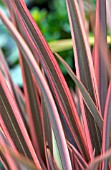 PHORMIUM SUNDOWNER