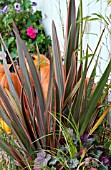 PHORMIUM TENAX