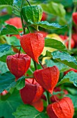 PHYSALIS ALKEKENGI CHINESE LANTERN