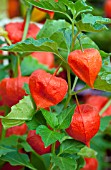 PHYSALIS ALKEKENGI CHINESE LANTERN