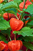 PHYSALIS ALKEKENGI CHINESE LANTERN