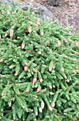 PICEA ABIES PUSCH