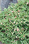 PICEA ABIES PUSCH