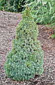 PICEA GLAUCA BLUE WONDER