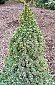 PICEA GLAUCA BLUE WONDER