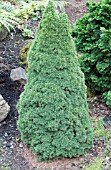 PICEA GLAUCA JEANS DILLY