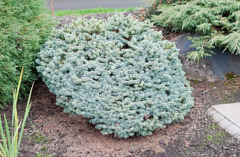 PICEA_PUNGENS_BLUE_PEARL