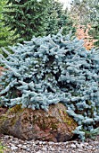 PICEA PUNGENS GLAUCA PROSTRATA