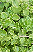 PLECTRANTHUS AMBOINICUS CUBAN OREGANO