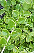 PLECTRANTHUS AMBOINICUS CUBAN OREGANO