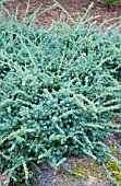 PODOCARPUS ALPINUS BLUE GEM