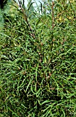 RHAMNUS FRANGULA ASPLENIFOLIA