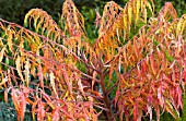 RHUS TYPHINA BAILTIGER