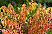 RHUS TYPHINA BAILTIGER