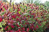 RHUS TYPHINA