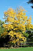 ROBINIA PSEODOACACIA FRISIA