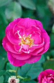 ROSA PURPLE HEART
