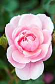 ROSA SWEET BALLYMALOE